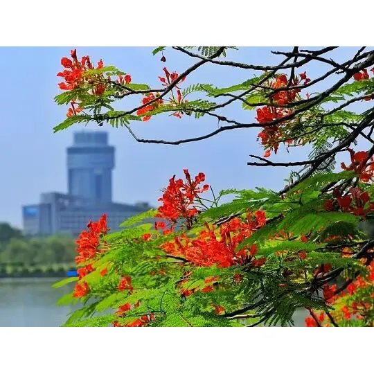 Kako Royal Poinciana ustvarja osupljive tropske pokrajine? Kako Royal Poinciana ustvarja osupljive tropske pokrajine?
