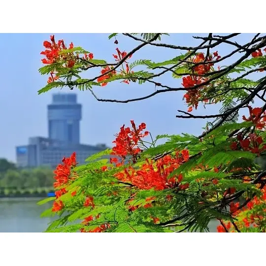 Zakaj v zabojnikih gojene podloge Royal Poinciana povečajo uspeh krajine? Zakaj v zabojnikih gojene podloge Royal Poinciana povečajo uspeh krajine?