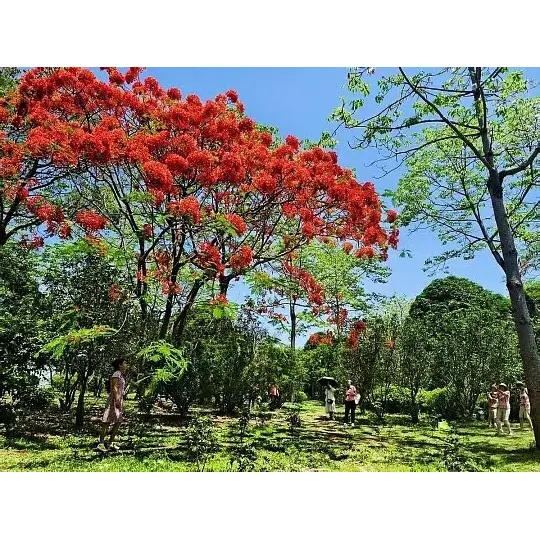 Kako drevesa Royal Poinciana v lončkih širijo tržni doseg za veletrgovce rastlin? Kako drevesa Royal Poinciana v lončkih širijo tržni doseg za veletrgovce rastlin?
