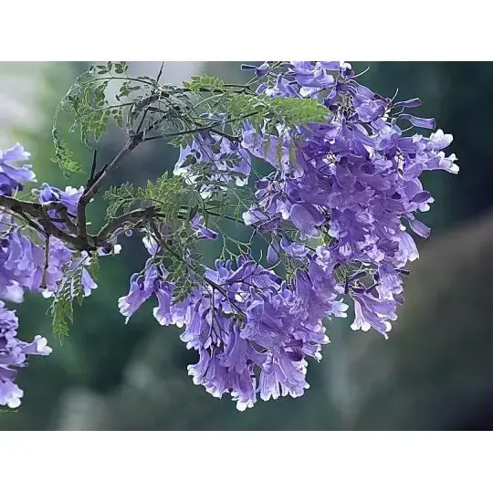 Kako drevo Jacaranda ustvari osupljivo pokrajino in dolgotrajno lepoto? Kako drevo Jacaranda ustvari osupljivo pokrajino in dolgotrajno lepoto?
