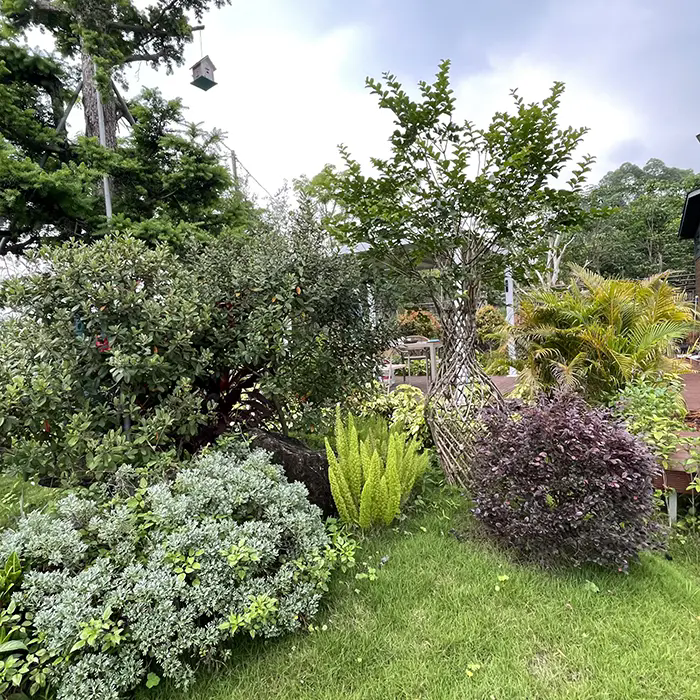 Kako Crape Myrtle ustvari osupljivo pokrajino, ki zahteva malo vzdrževanja?