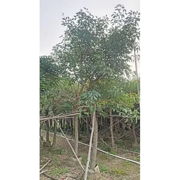 Cockscomb Coral Tree Liners