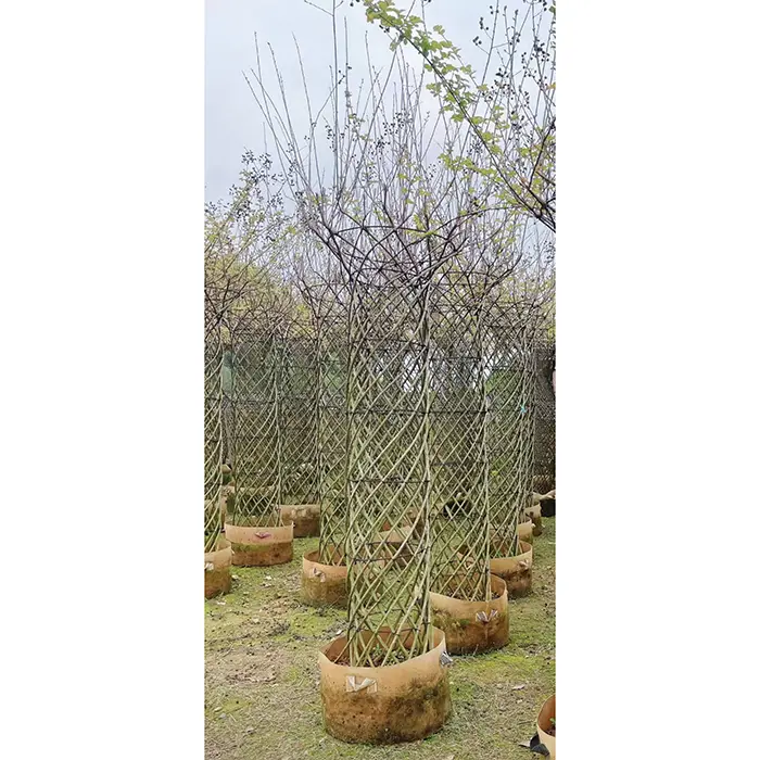 Bonsajsko drevo Crape Myrtle