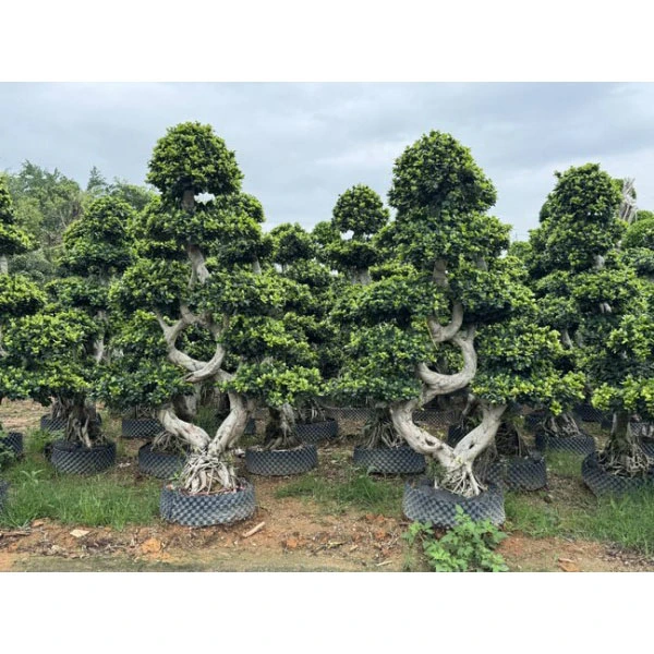 Bonsai Ficus Microcarpa