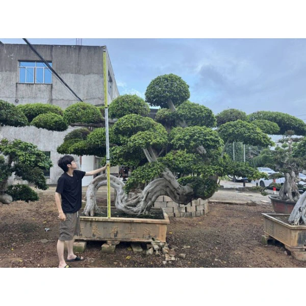 Bonsai Ficus Microcarpa
