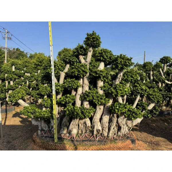 Ficus microcarpa Liners