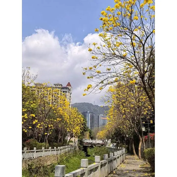 Bonsaj Golden Trobenta Tree
