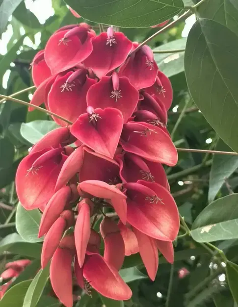 Cockscomb Coral Tree Bonsai