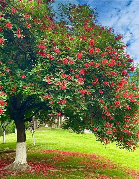 Cockscomb Coral Tree Bonsai