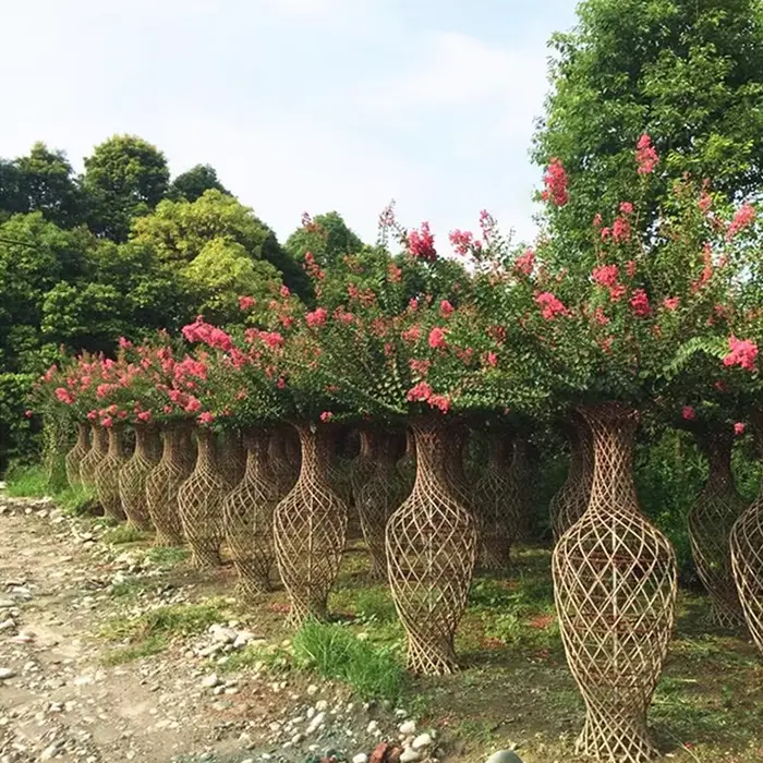 Specimen Crape Myrtle Tree