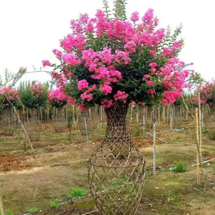 Specimen Crape Myrtle Tree