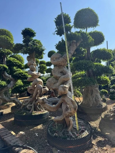 Specimen Ficus microcarpa Tree