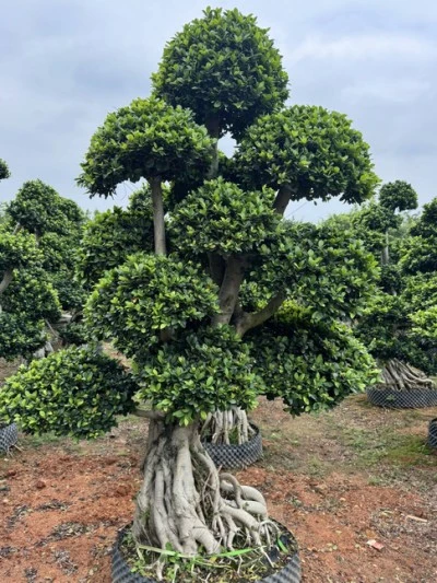 Specimen Ficus microcarpa Tree