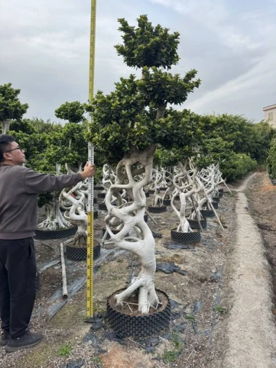 Specimen Ficus microcarpa Tree