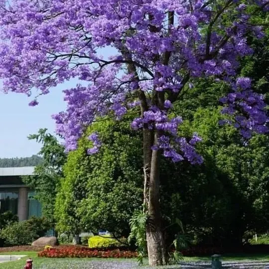 Jacaranda Street Trees