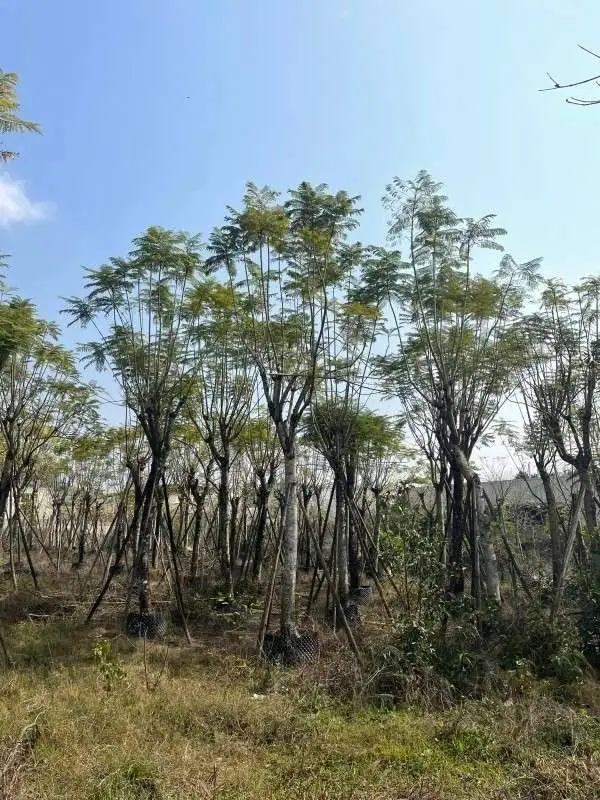 Jacaranda Street Trees