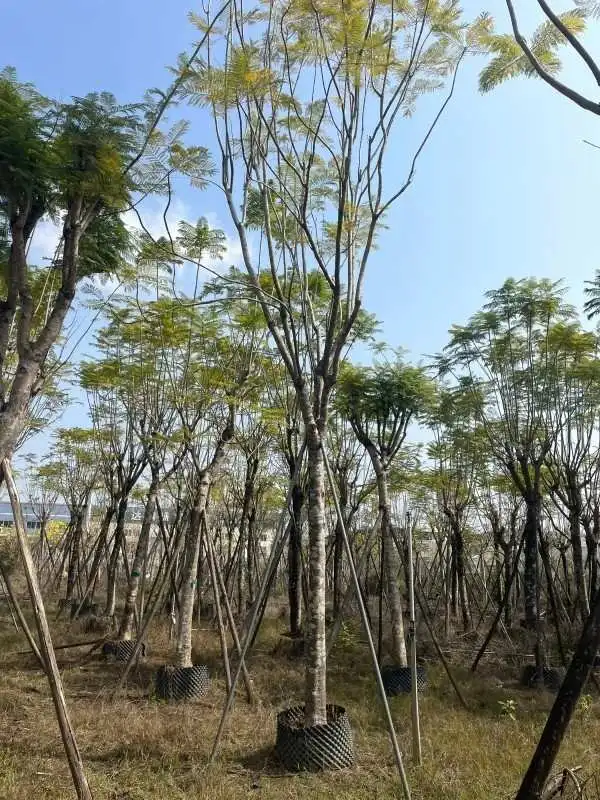 Jacaranda Street Trees