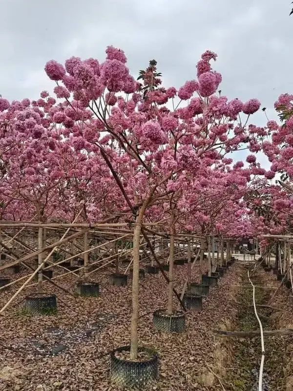 Pink Trumpet Street Trees