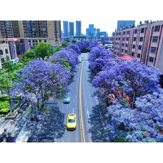 Bonsajsko drevo Jacaranda